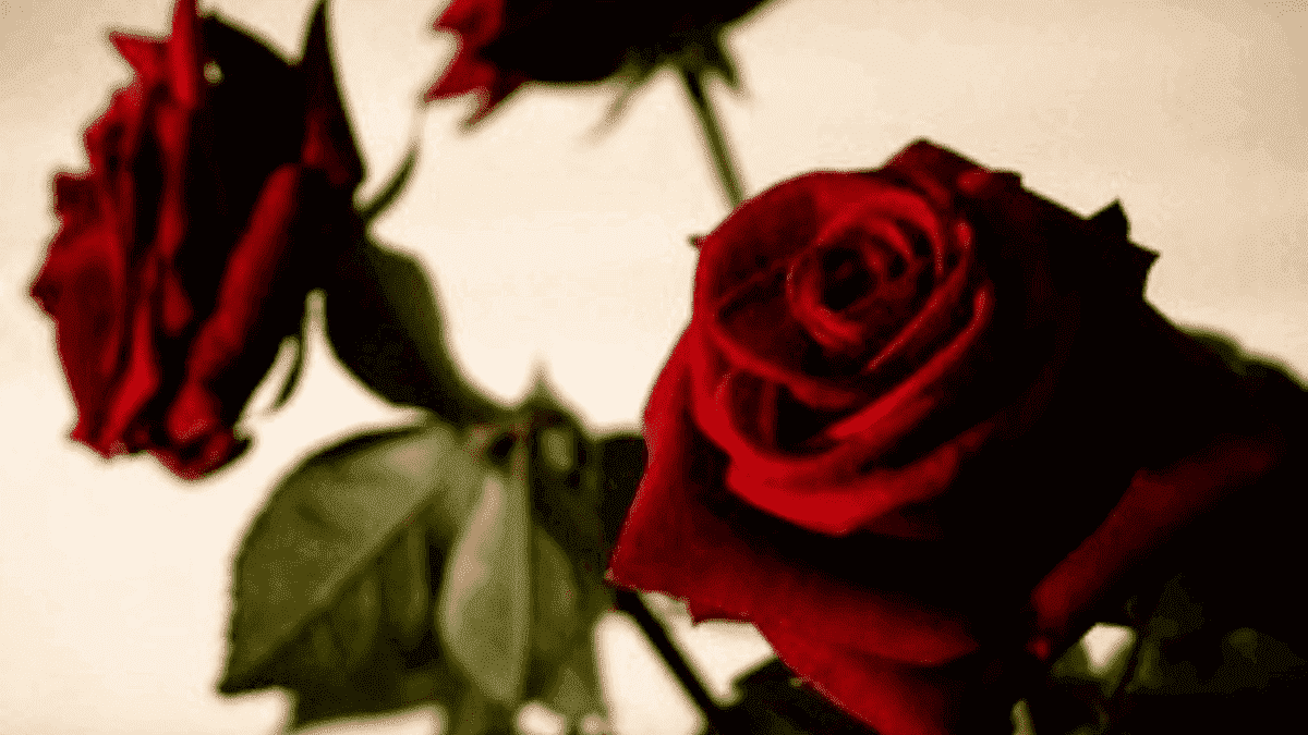 Bouquet fleur rose rouge